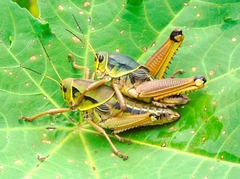 Brachystola behrensii