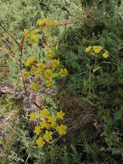 Bupleurum multinerve