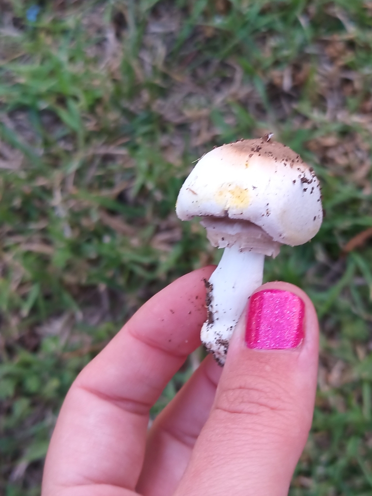 Agaricus xanthodermus · May 2025 · photo: © evietchi (iNaturalist, cc-by-sa)