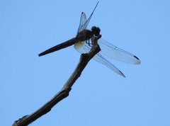 Trithemis festiva