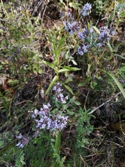 Ziziphora clinopodioides