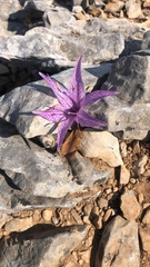 Colchicum variegatum