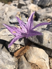 Colchicum variegatum