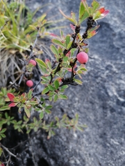 Berberis sibirica