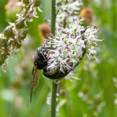 Xylocopa californica californica
