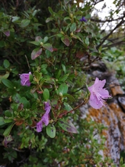 Rhododendron ledebourii