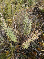 Diarthron altaica