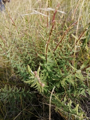 Diarthron altaica