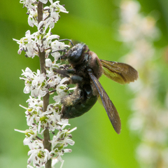 Xylocopa californica californica