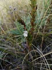 Euphrasia tatarica