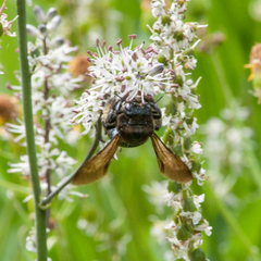 Xylocopa californica californica