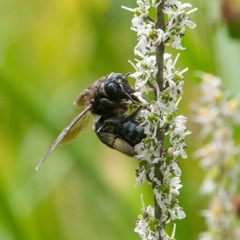 Xylocopa californica californica