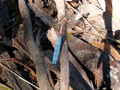 Orthetrum azureum
