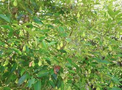 Aquilaria sinensis