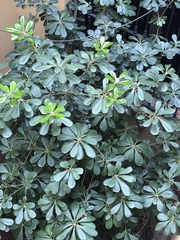 Pittosporum tobira