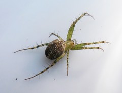 Mangora maculata