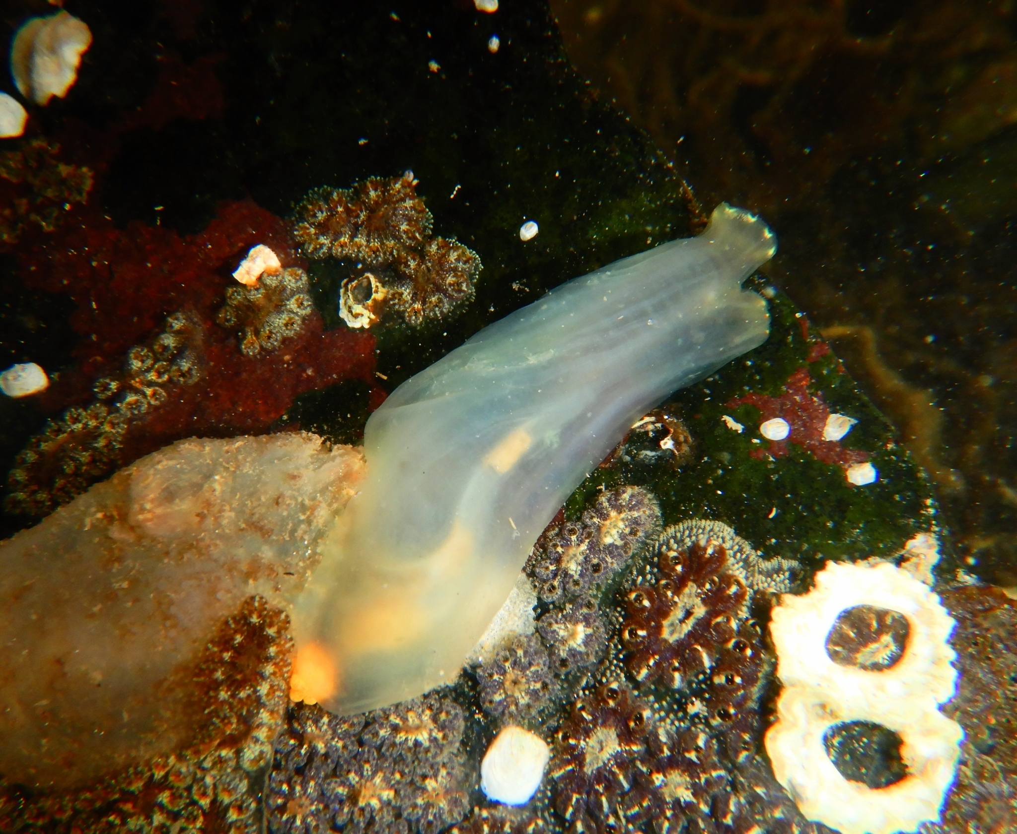 Ciona intestinalis (Linnaeus, 1767)