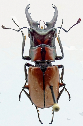 Cyclommatinus assamensis assamensis