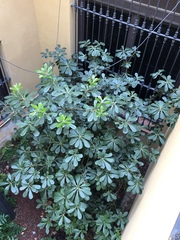 Pittosporum tobira