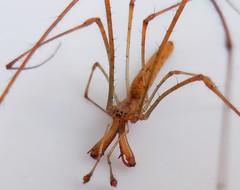 Tetragnatha elongata