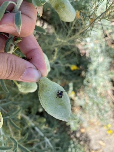 iNaturalist observation photo of Harlequin Bug
