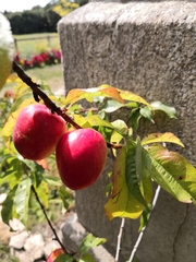Prunus persica nucipersica