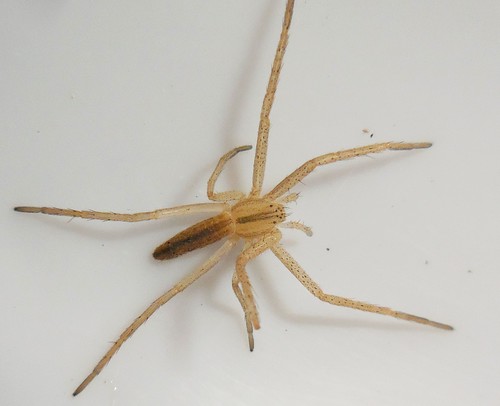 Slender Crab Spiders