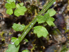 Hydrocotyle callicarpa
