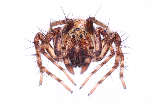 Western Lynx Spider