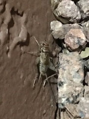 Gryllodes sigillatus