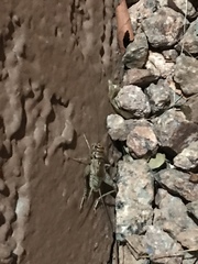 Gryllodes sigillatus