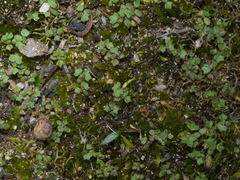 Hydrocotyle callicarpa