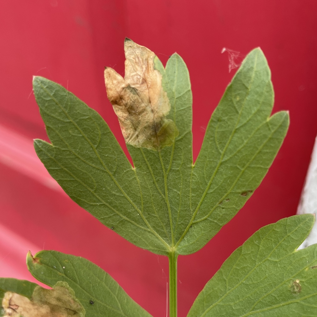 Levisticum officinale; photograph (c) B. Phalan, some rights reserved (CC BY)
