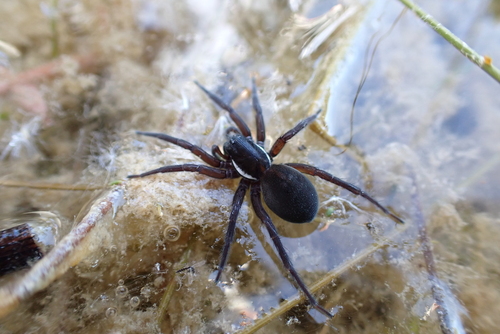 Pirata piscatorius