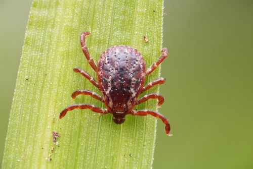 American Dog Tick photographed in Oregon