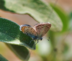 Pseudophilotes vicrama