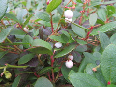Gaultheria pyroloides