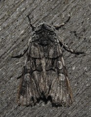 Sympistis chionanthi