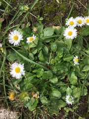Bellis perennis