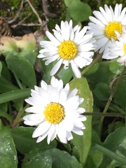 Bellis perennis