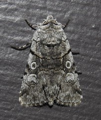 Sympistis chionanthi