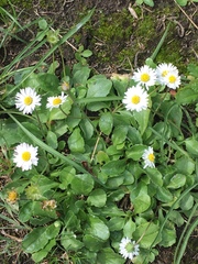 Bellis perennis
