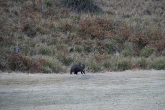 Osphranter robustus robustus