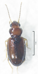 Pericompsus australis