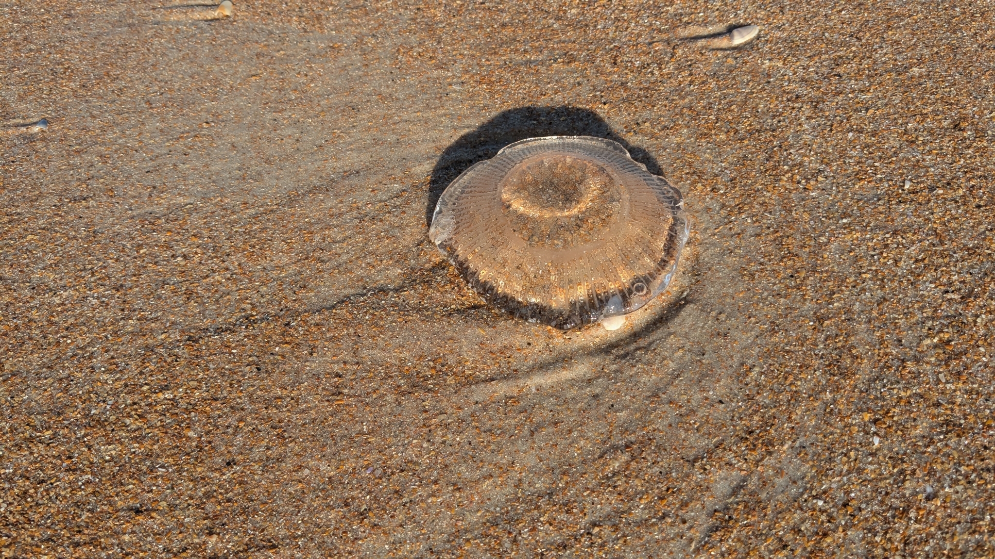 Rhacostoma atlanticum L.Agassiz, 1851