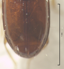 Pericompsus australis