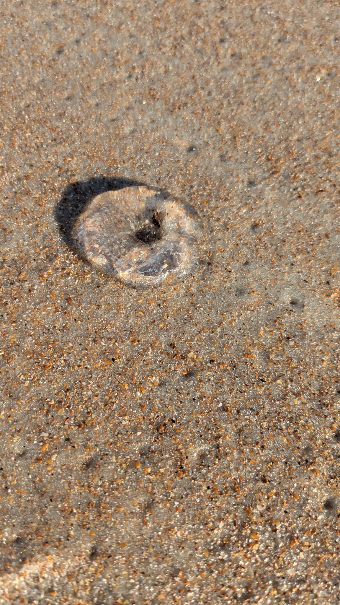 Rhacostoma atlanticum L.Agassiz, 1851