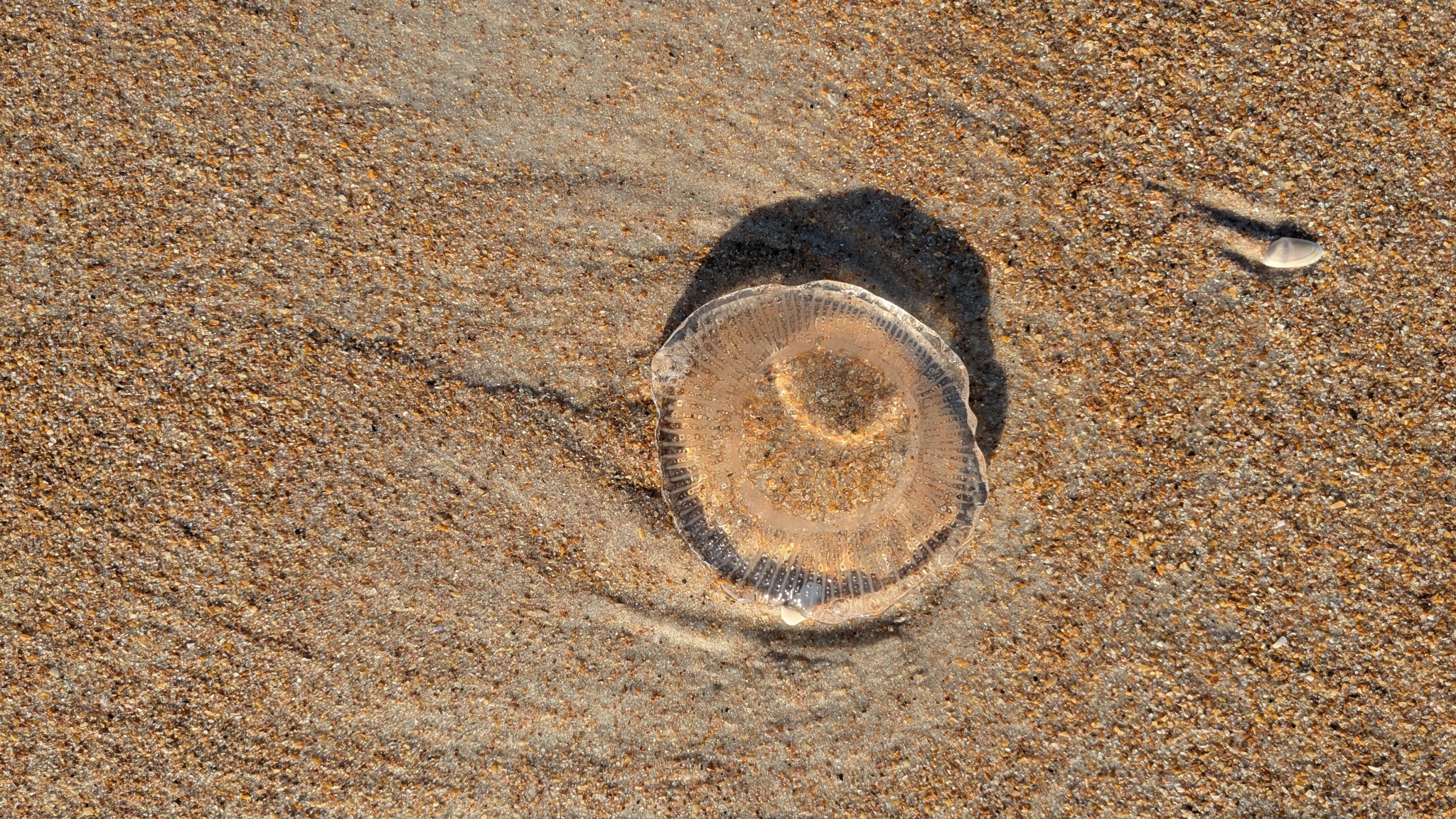 Rhacostoma atlanticum L.Agassiz, 1851