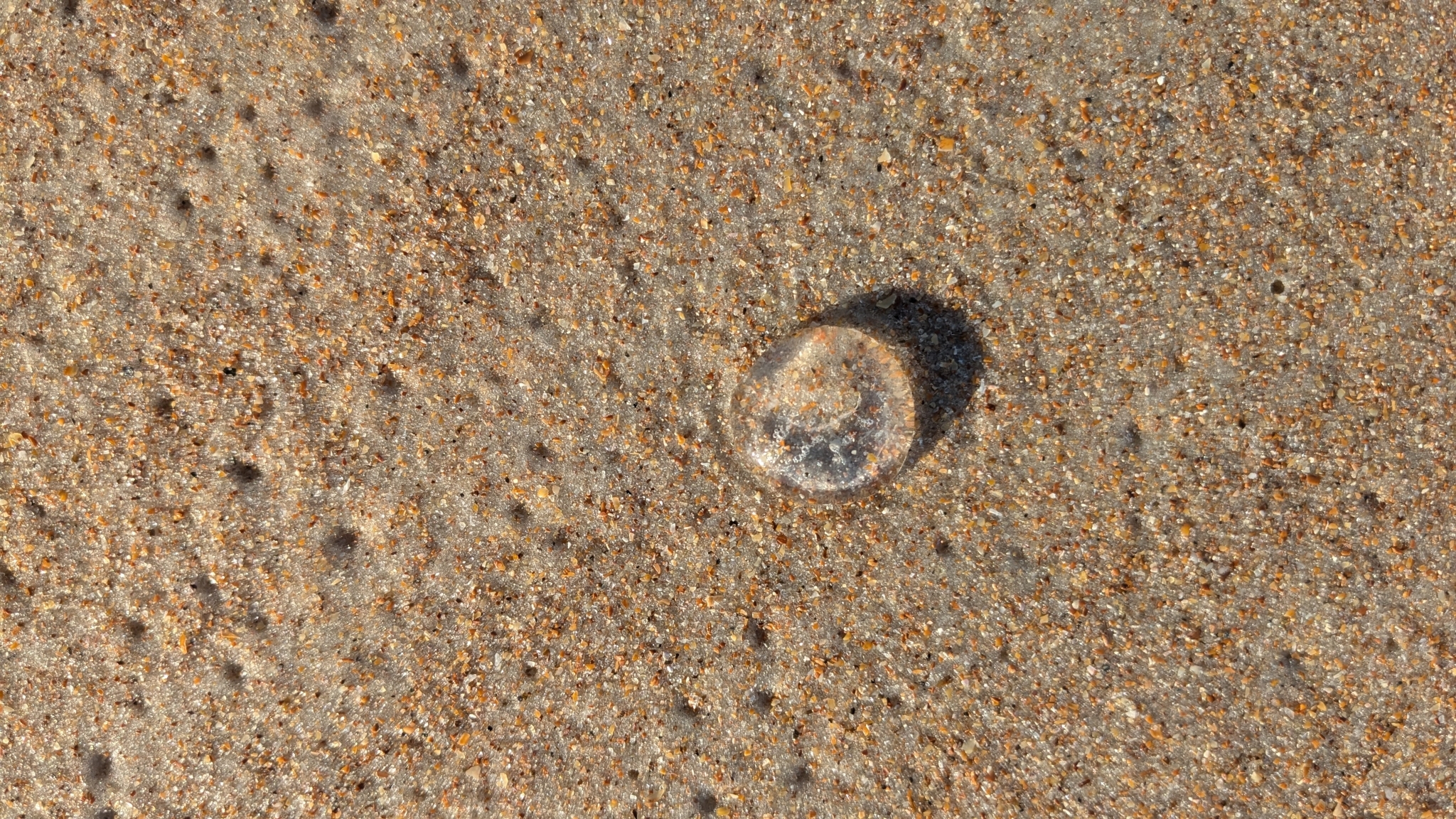 Rhacostoma atlanticum L.Agassiz, 1851