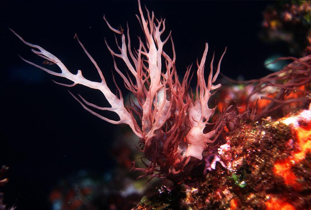 Platoma novae-zelandiae